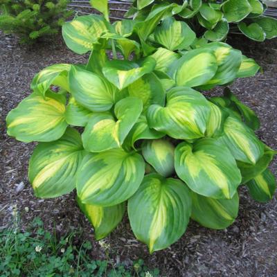 Hosta 'Cathedral Windows'